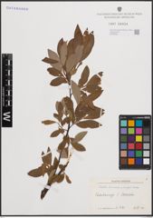 Foto von Salix cinerea L. x Salix nigricans Sm.